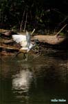 Aigrette garzette